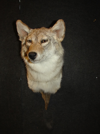 Coyote Shoulder